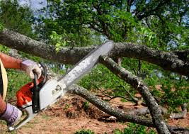 Best Tree Maintenance Programs  in Chesapeake, VA