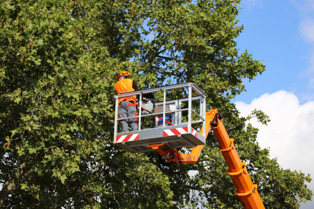 Best Tree Preservation Services  in Chesapeake, VA