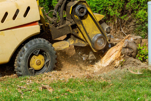 How Our Tree Care Process Works  in  Chesapeake, VA