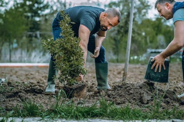 Best Tree Removal  in Chesapeake, VA