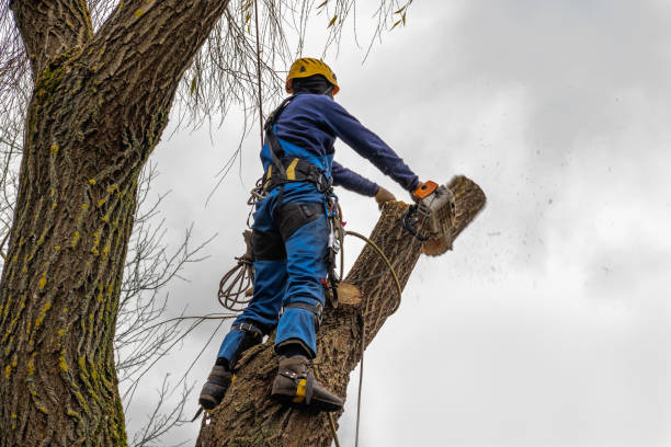 Best Firewood Processing and Delivery  in Chesapeake, VA