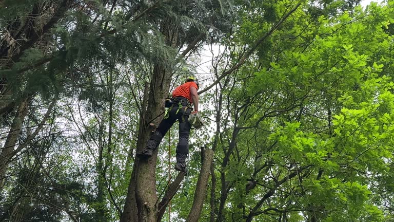  Chesapeake, VA Tree Care Services Pros