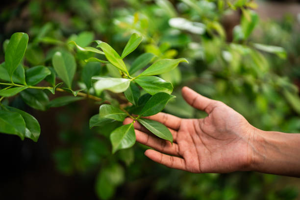 Best Tree Trimming and Pruning  in Chesapeake, VA