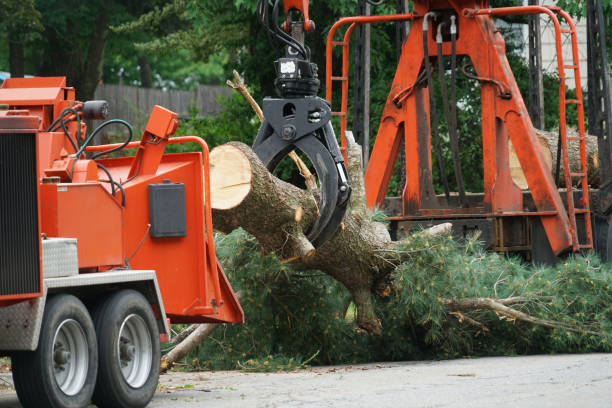 Best Palm Tree Trimming  in Chesapeake, VA