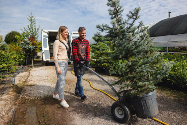 Best Storm Damage Tree Cleanup  in Chesapeake, VA