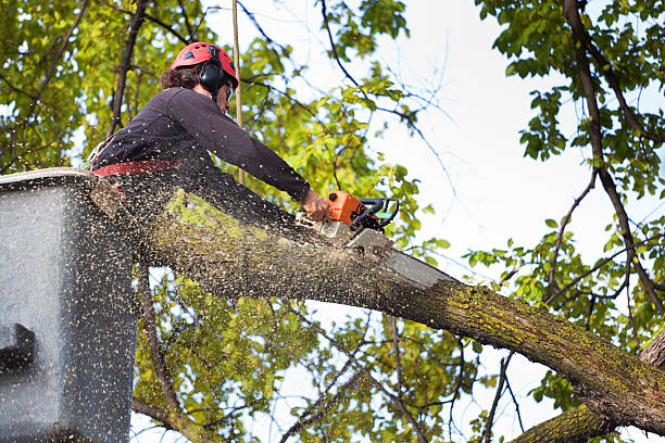 Best Emergency Tree Removal  in Chesapeake, VA