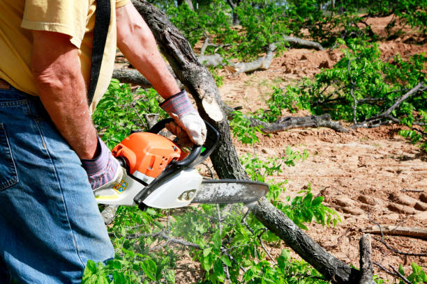 Best Tree and Shrub Care  in Chesapeake, VA